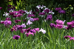 花菖蒲３