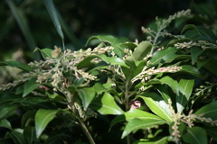 花散歩準備開始の馬酔木２