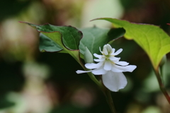 花散歩八重咲きドクダミ３