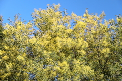 花散歩アカシヤ４