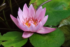 睡蓮１