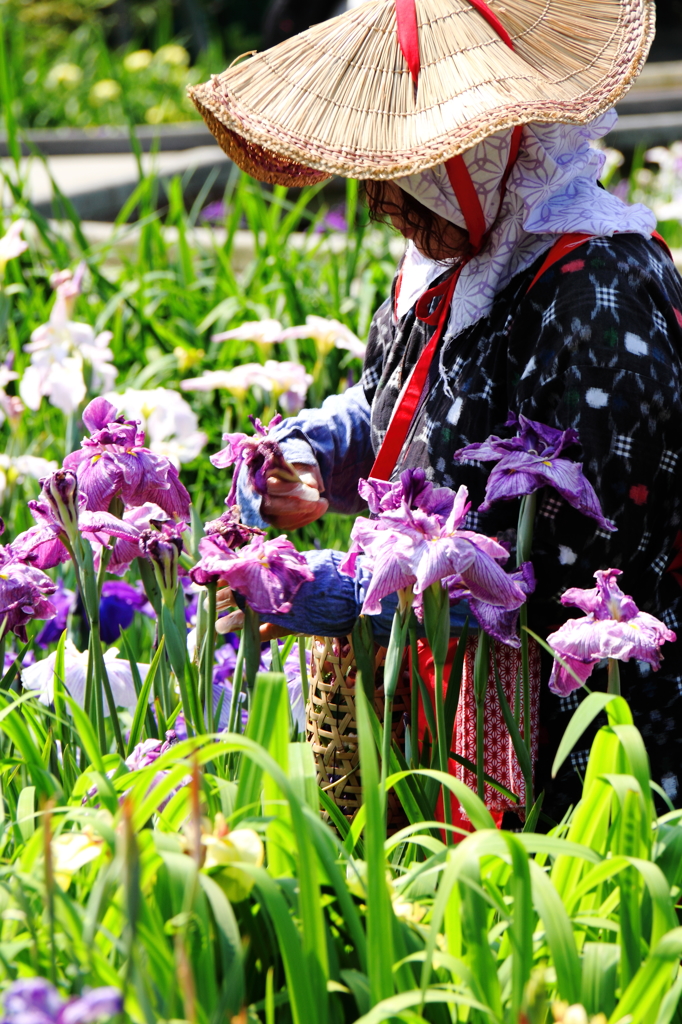 花菖蒲20景８
