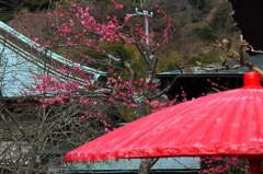 紅梅と野点傘