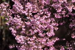 花散歩ジャノメエリカ