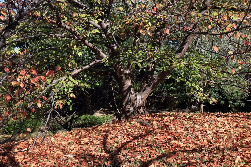 花散歩秋のモザイク作品２
