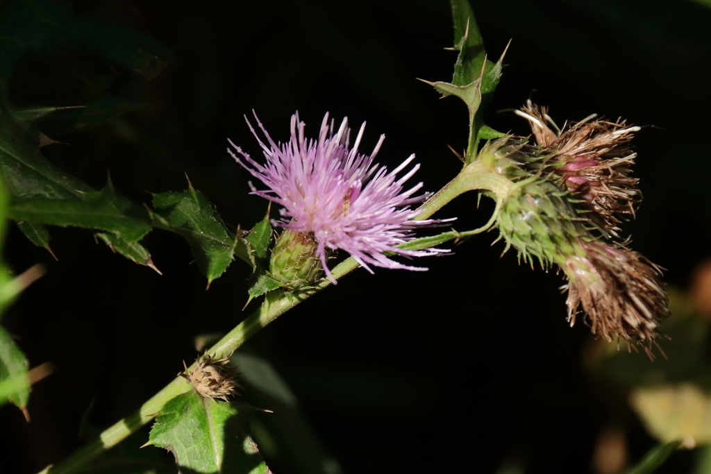 里山の植物ノアザミ