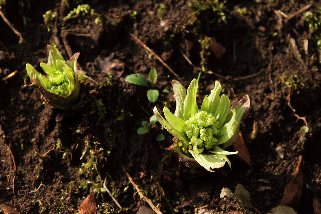 春の顔　ふきのとう１
