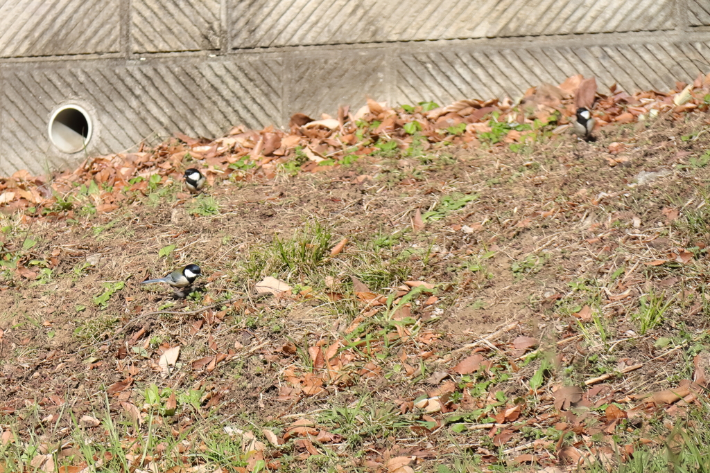 地上のシジュウカラ３