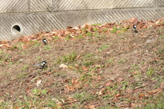 地上のシジュウカラ３