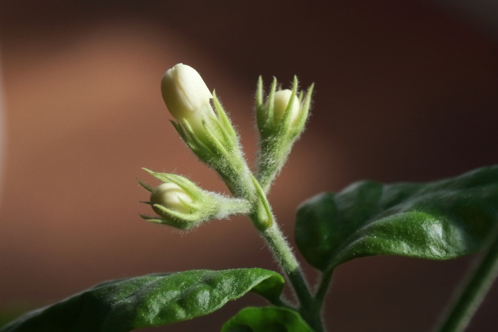 アラビアジャスミンが咲いた１