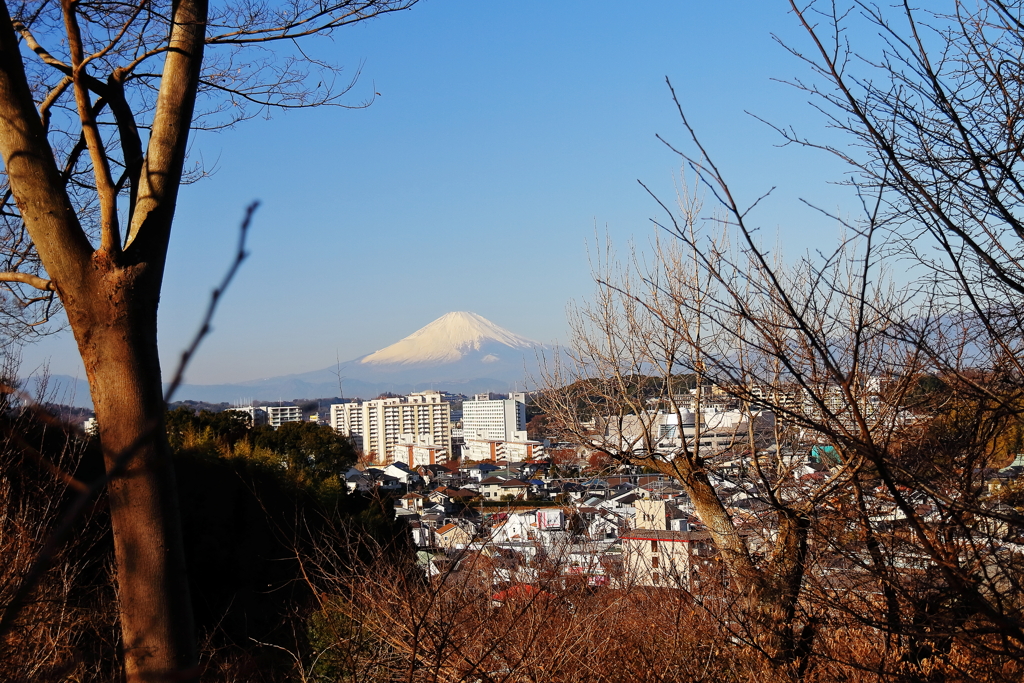 冬晴れ富士１