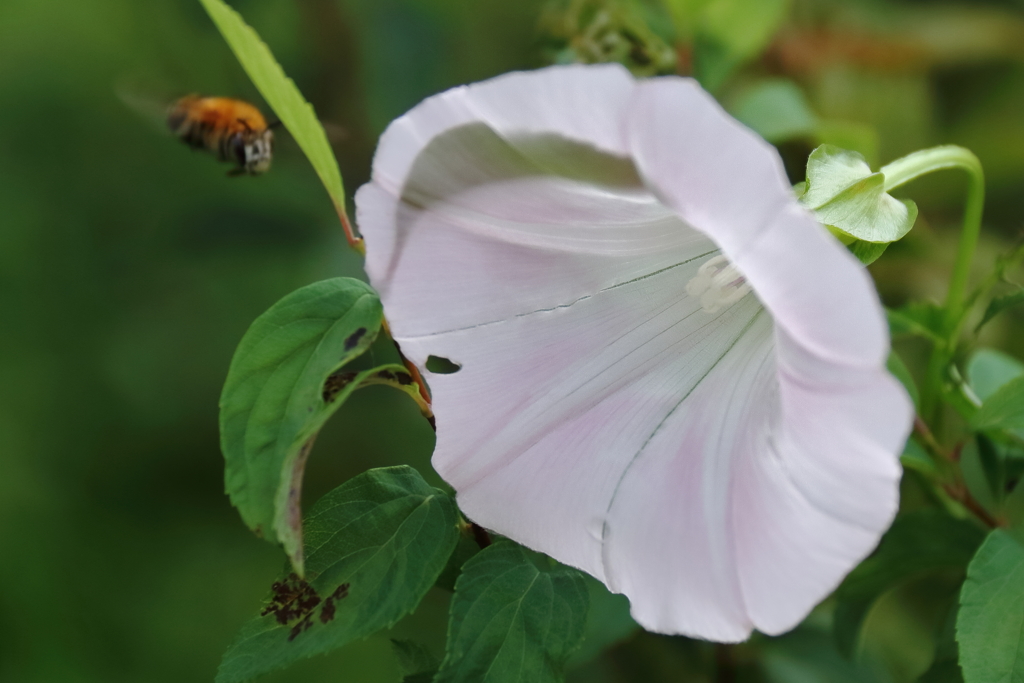 ファイナルアプローチ