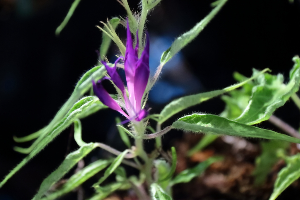 花散歩変化朝顔７
