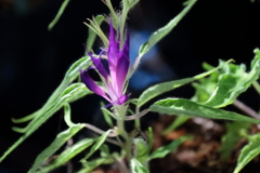 花散歩変化朝顔７