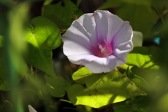 花散歩朝顔１