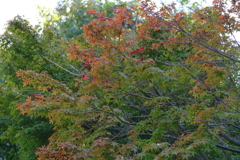 グラデーション