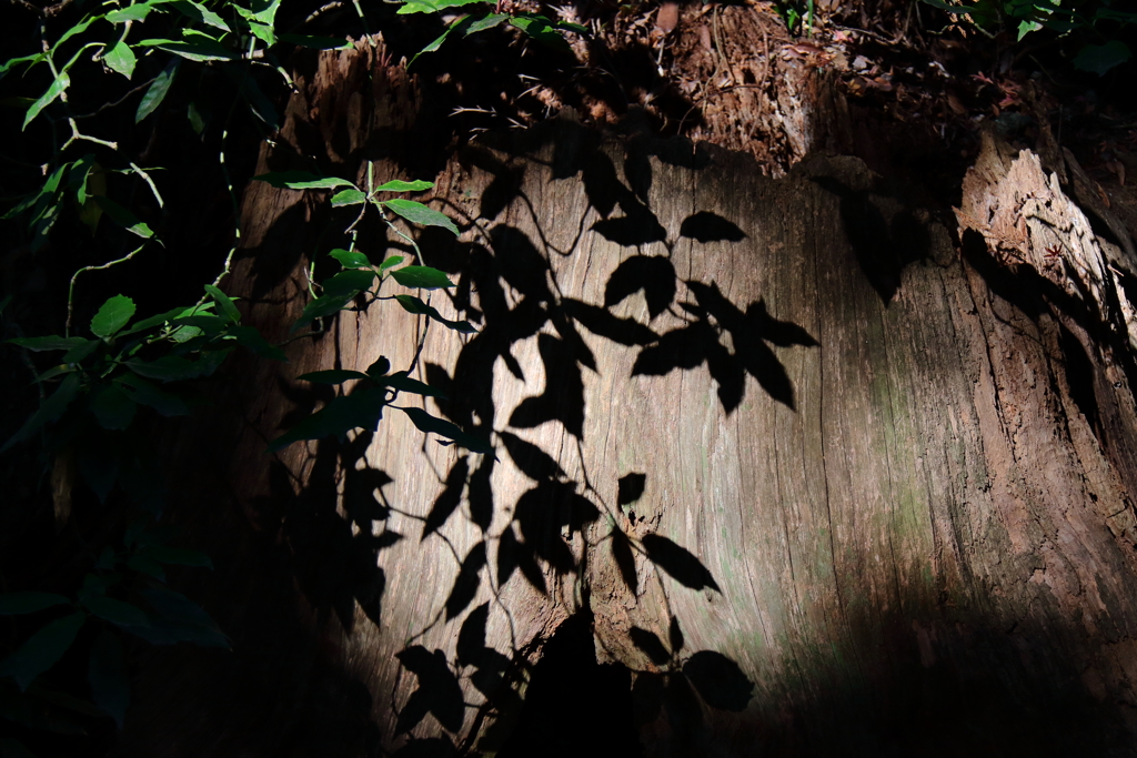 朽木スクリーン