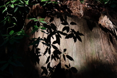 朽木スクリーン