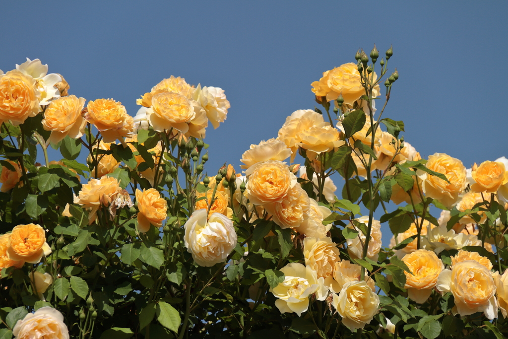 青空とバラ１