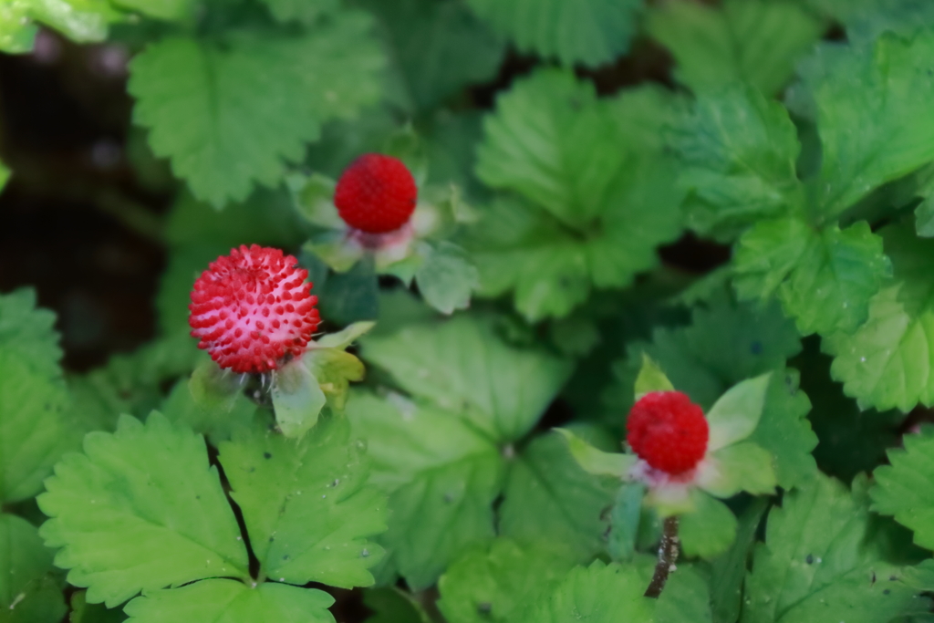 花散歩ヘビイチゴ