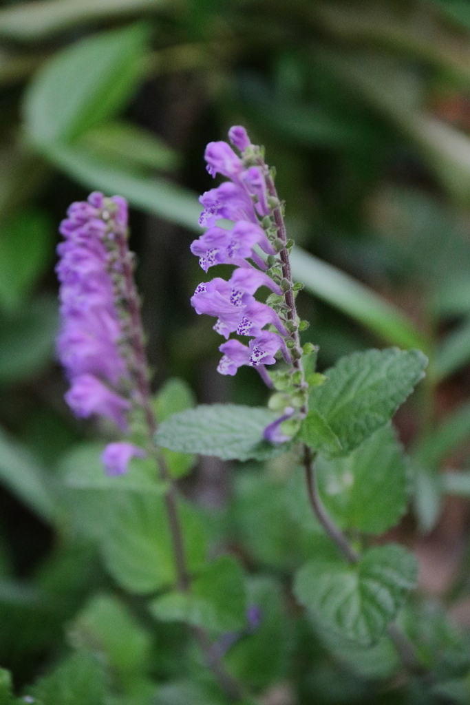 里山散歩タツナミソウここにも