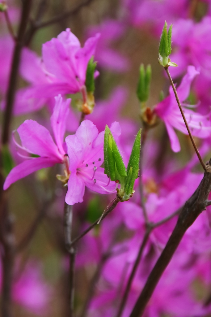 花散歩ミツバツツジ２