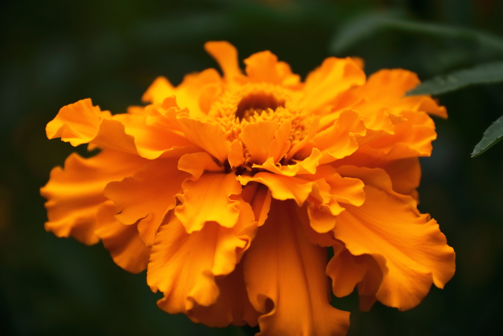 しなやかな装い