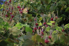 花散歩葛３