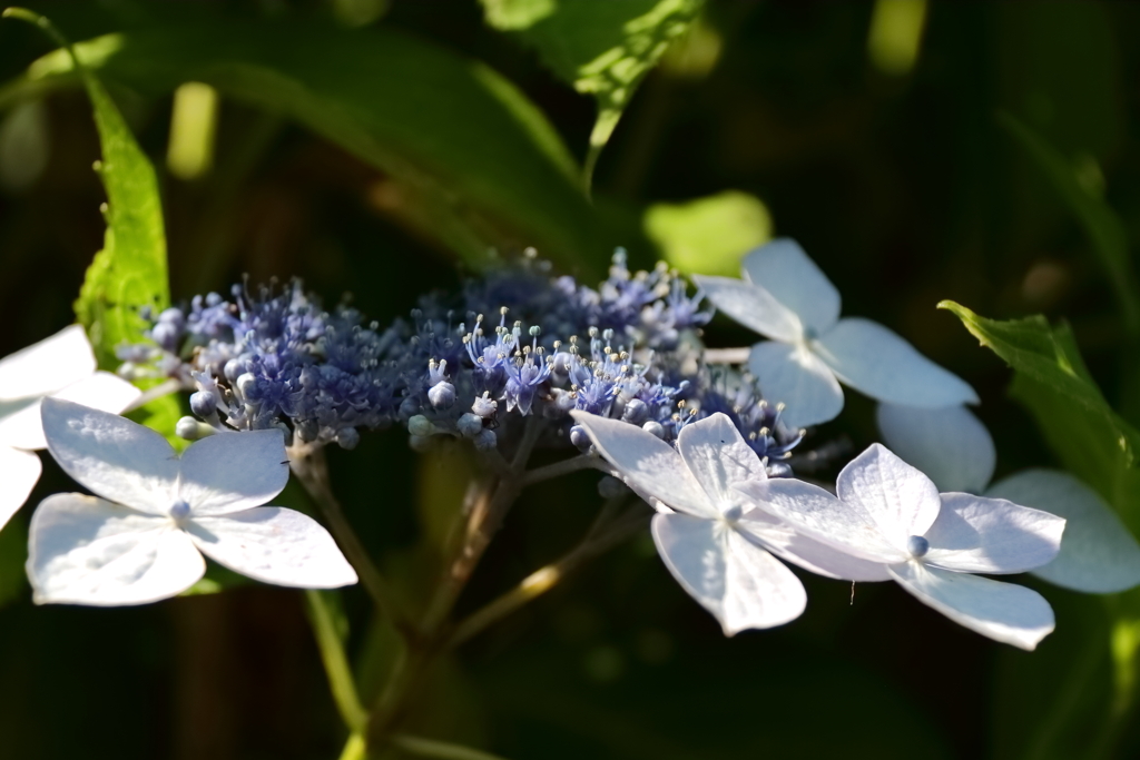 山あじさい３