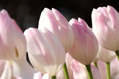 冬チューリップピンク３