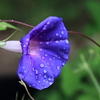 花散歩あさがお２