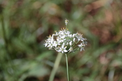 花散歩ニラ１