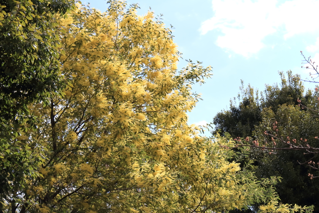 花散歩満開アカシア３