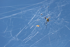 ジョロウグモ出現