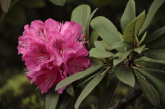 西洋石楠花の咲く午後