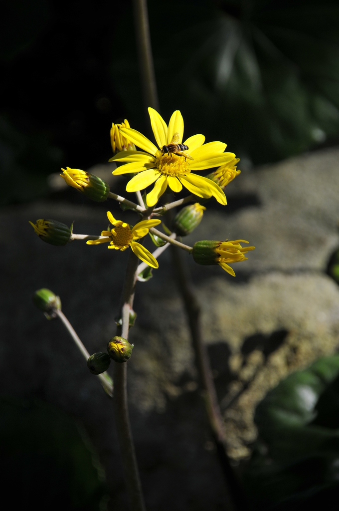 ツワブキの咲く午後