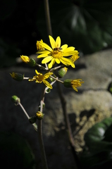 ツワブキの咲く午後