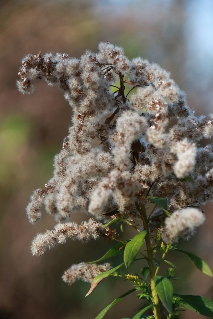 変身セイタカアワダチソウ３