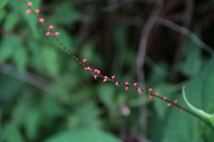花散歩ミズヒキ赤