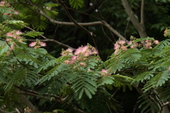 合歓木に花が咲く頃４