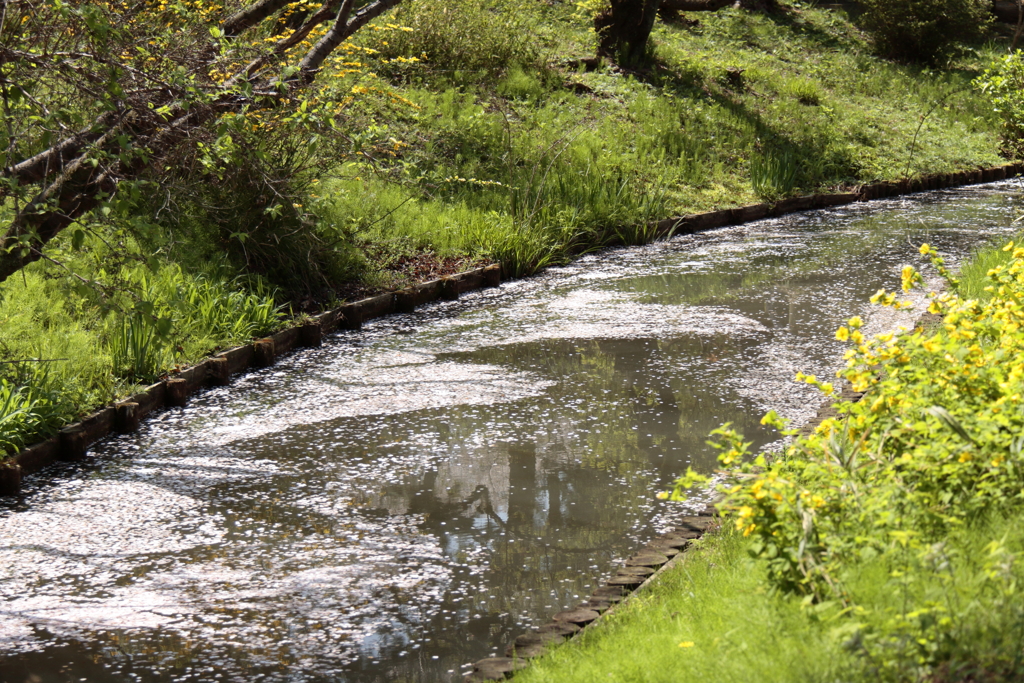 花筏となって４