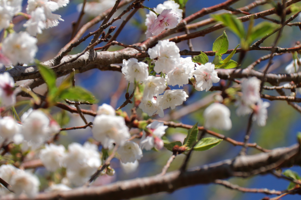 植物園から「こぶくざくら」３