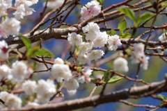 植物園から「こぶくざくら」３