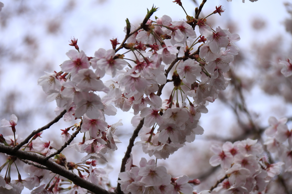 染井吉野満開２