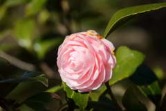 花散歩乙女椿