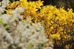 ツートーンの春