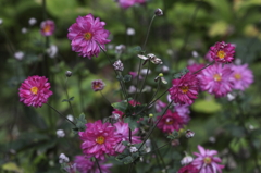 花の歳時記　八重咲き秋明菊