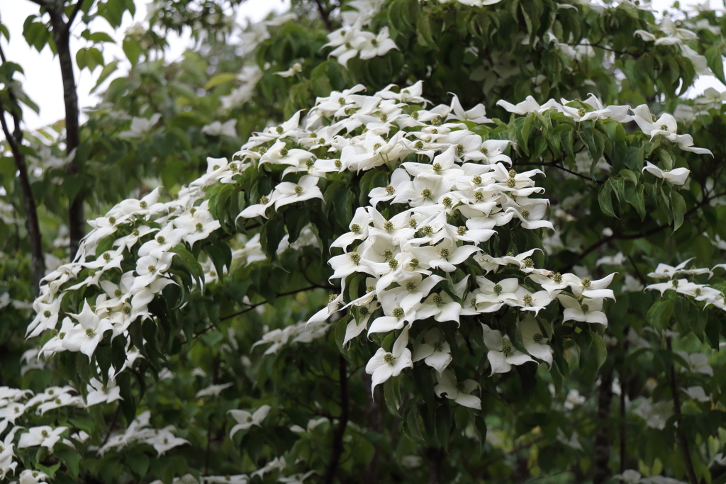 花散歩山法師３