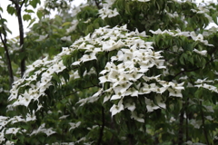 花散歩山法師３