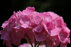 花散歩あじさいピンク５